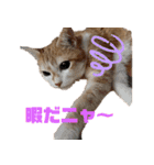 べっぴん猫るる（個別スタンプ：1）