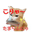 べっぴん猫るる（個別スタンプ：2）