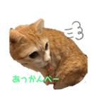 べっぴん猫るる（個別スタンプ：5）
