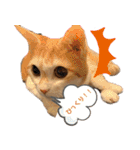べっぴん猫るる（個別スタンプ：6）