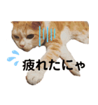 べっぴん猫るる（個別スタンプ：7）