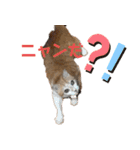 べっぴん猫るる（個別スタンプ：9）
