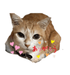 べっぴん猫るる（個別スタンプ：11）