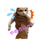 べっぴん猫るる（個別スタンプ：14）