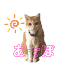 べっぴん猫るる（個別スタンプ：15）