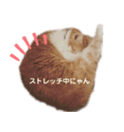 べっぴん猫るる（個別スタンプ：17）