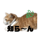 べっぴん猫るる（個別スタンプ：19）