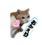 べっぴん猫るる（個別スタンプ：21）