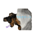 犬 メメちゃんとポポちゃんです（個別スタンプ：3）