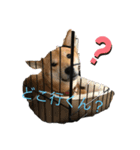 犬 メメちゃんとポポちゃんです（個別スタンプ：5）