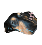 犬 メメちゃんとポポちゃんです（個別スタンプ：8）