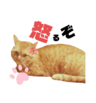 t.a.m.a.すたんぷ2（個別スタンプ：6）