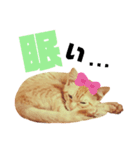t.a.m.a.すたんぷ2（個別スタンプ：15）