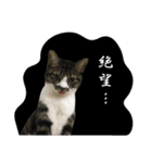 ネコォスタンプ第一弾（個別スタンプ：12）