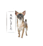 ネコォスタンプ第一弾（個別スタンプ：15）