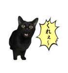 ネコォスタンプ第一弾（個別スタンプ：19）