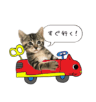 ネコォスタンプ第一弾（個別スタンプ：29）