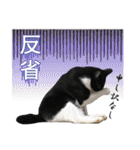 ネコォスタンプ第一弾（個別スタンプ：30）