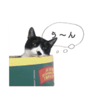 ネコォスタンプ第一弾（個別スタンプ：34）