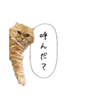 ネコォスタンプ第一弾（個別スタンプ：37）