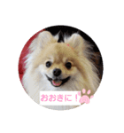 ポメラニアンのぷりんちゃんスペシャル（個別スタンプ：1）