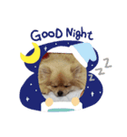 ポメラニアンのぷりんちゃんスペシャル（個別スタンプ：5）