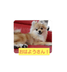 ポメラニアンのぷりんちゃんスペシャル（個別スタンプ：6）