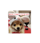 ポメラニアンのぷりんちゃんスペシャル（個別スタンプ：10）