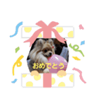 ポメラニアンのぷりんちゃんスペシャル（個別スタンプ：12）