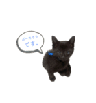 ぷーたろう 〜子猫は一瞬で大きくなる〜（個別スタンプ：1）