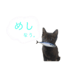 ぷーたろう 〜子猫は一瞬で大きくなる〜（個別スタンプ：2）