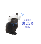 ぷーたろう 〜子猫は一瞬で大きくなる〜（個別スタンプ：3）