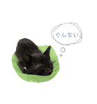 ぷーたろう 〜子猫は一瞬で大きくなる〜（個別スタンプ：4）