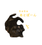 ぷーたろう 〜子猫は一瞬で大きくなる〜（個別スタンプ：5）