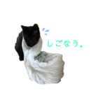 ぷーたろう 〜子猫は一瞬で大きくなる〜（個別スタンプ：10）