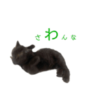 ぷーたろう 〜子猫は一瞬で大きくなる〜（個別スタンプ：11）