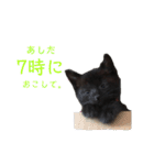 ぷーたろう 〜子猫は一瞬で大きくなる〜（個別スタンプ：12）