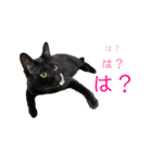 ぷーたろう 〜子猫は一瞬で大きくなる〜（個別スタンプ：13）