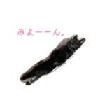 ぷーたろう 〜子猫は一瞬で大きくなる〜（個別スタンプ：14）