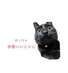 ぷーたろう 〜子猫は一瞬で大きくなる〜（個別スタンプ：15）