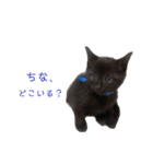 ぷーたろう 〜子猫は一瞬で大きくなる〜（個別スタンプ：19）
