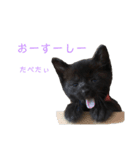 ぷーたろう 〜子猫は一瞬で大きくなる〜（個別スタンプ：20）