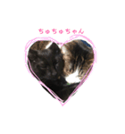 ぷーたろう 〜子猫は一瞬で大きくなる〜（個別スタンプ：21）