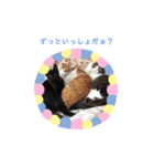 ぷーたろう 〜子猫は一瞬で大きくなる〜（個別スタンプ：24）