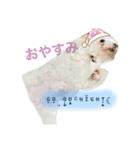 ピャぽぴゃーぽと花こしゃんろんのスタンプ（個別スタンプ：2）
