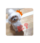 ピャぽぴゃーぽと花こしゃんろんのスタンプ（個別スタンプ：4）