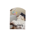 ピャぽぴゃーぽと花こしゃんろんのスタンプ（個別スタンプ：5）