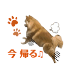 奇跡のポメラニアン「ココア様」3（個別スタンプ：4）