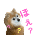 奇跡のポメラニアン「ココア様」3（個別スタンプ：16）