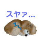 奇跡のポメラニアン「ココア様」3（個別スタンプ：26）